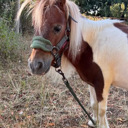 Close-up of a skewbald Shetland pony wearing a head collar.